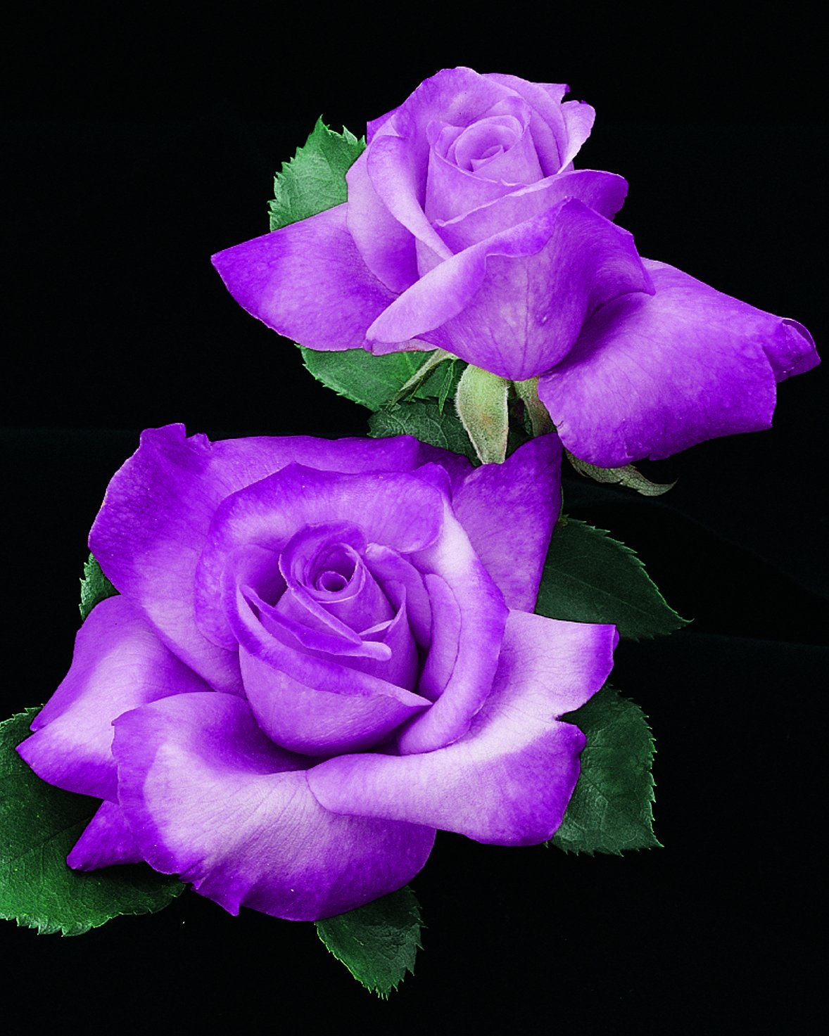 Роза Флорибунда Сиреневая