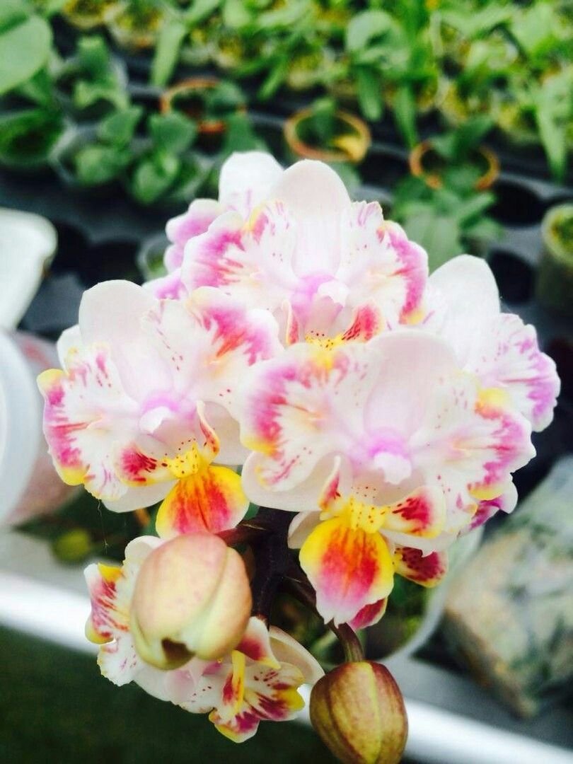 Розовая Орхидея фаленопсис