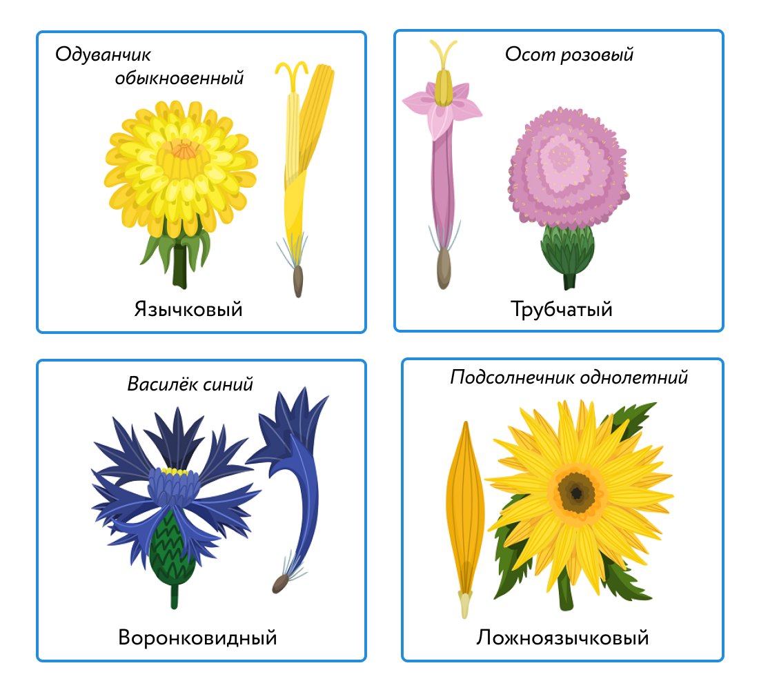 Цветки трубчатые язычковые воронковидные. Ложноязычковые цветки сложноцветных. Семейство Астровые ложноязычковые. Язычковые и ложноязычковые цветки.