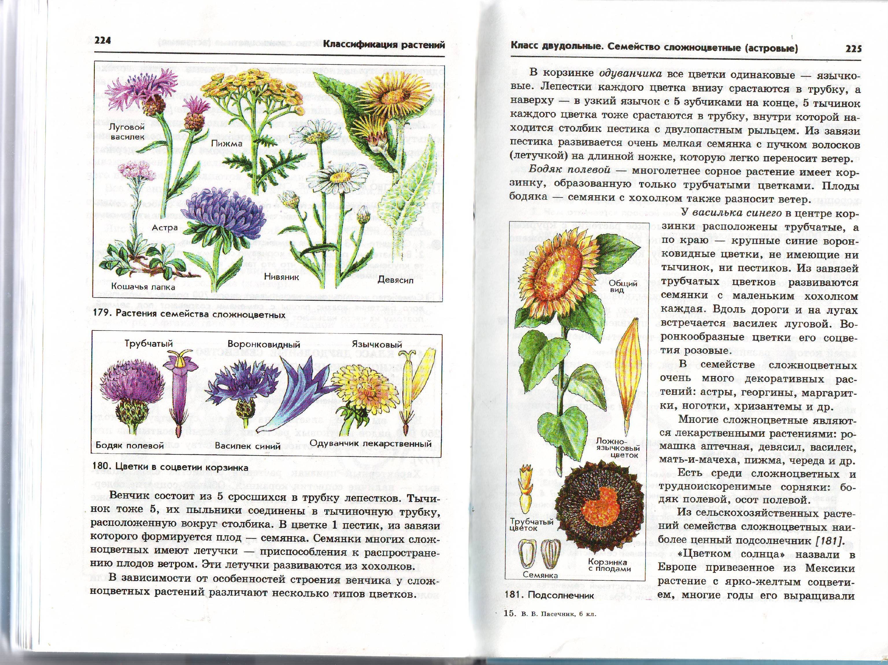 Сложноцветные описание по плану