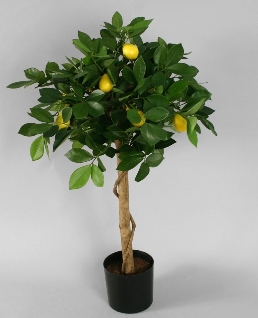 Лимонное дерево комнатное