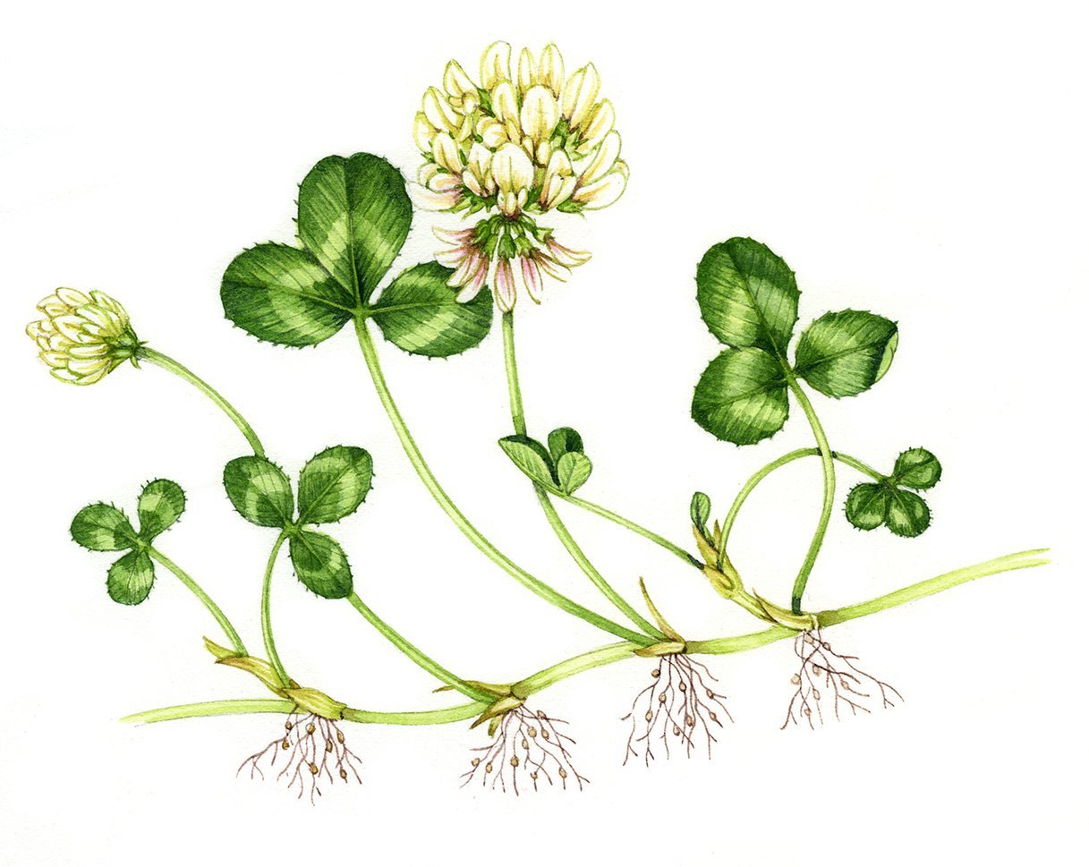 Побег клевера лугового. Клевер ползучий (Trifolium repens). Клевер белый Trifolium repens. Клевер ползучий (кашка белая). Клевер ползучий гербарий.