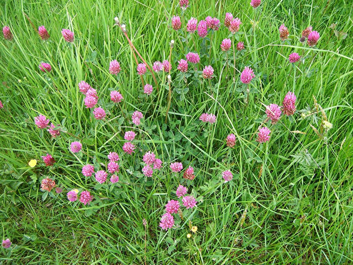 Красный Клевер Trifolium pratense. Клевер Луговой Trifolium praténse. Клевер Луговой - Trifolium pratense l. Розовый Клевер полевой.