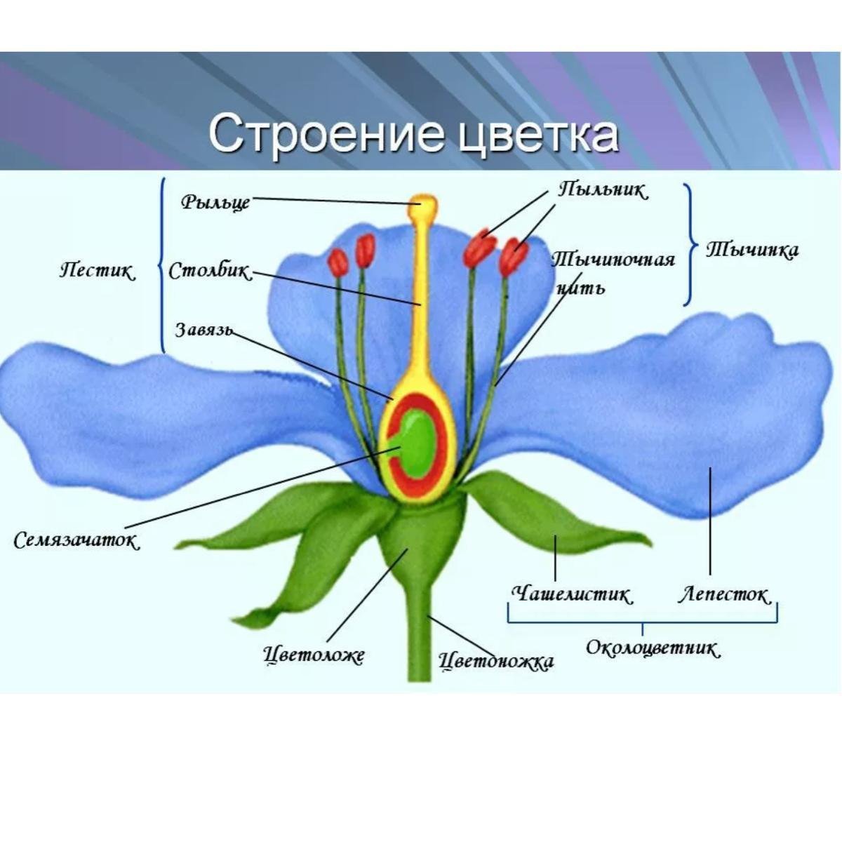 Расскажи строение. Структура цветка биология 6 класс. Строение цветка схема биология. Схема строения цветка 6 класс. Биология 6 класс учебник строение цветка.