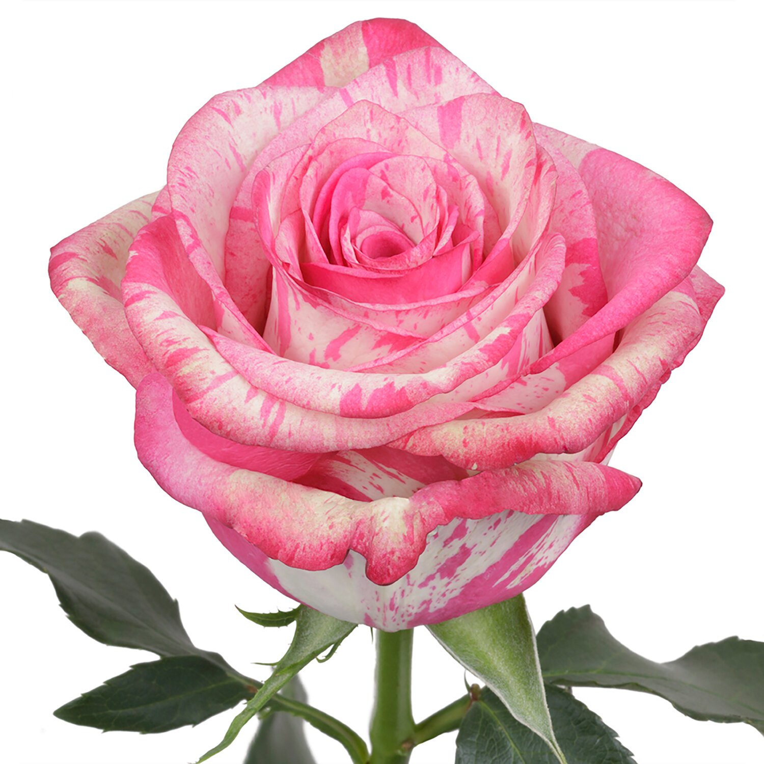 роза big paula эквадор