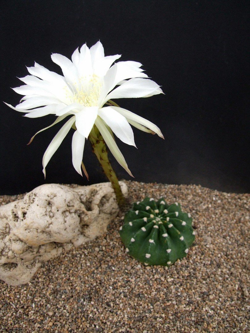 Эхинопсис субденудата Echinopsis subdenudata