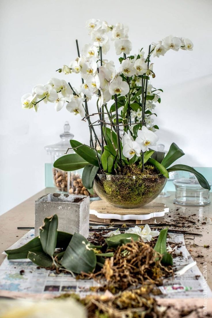 Групповая посадка орхидей фаленопсис