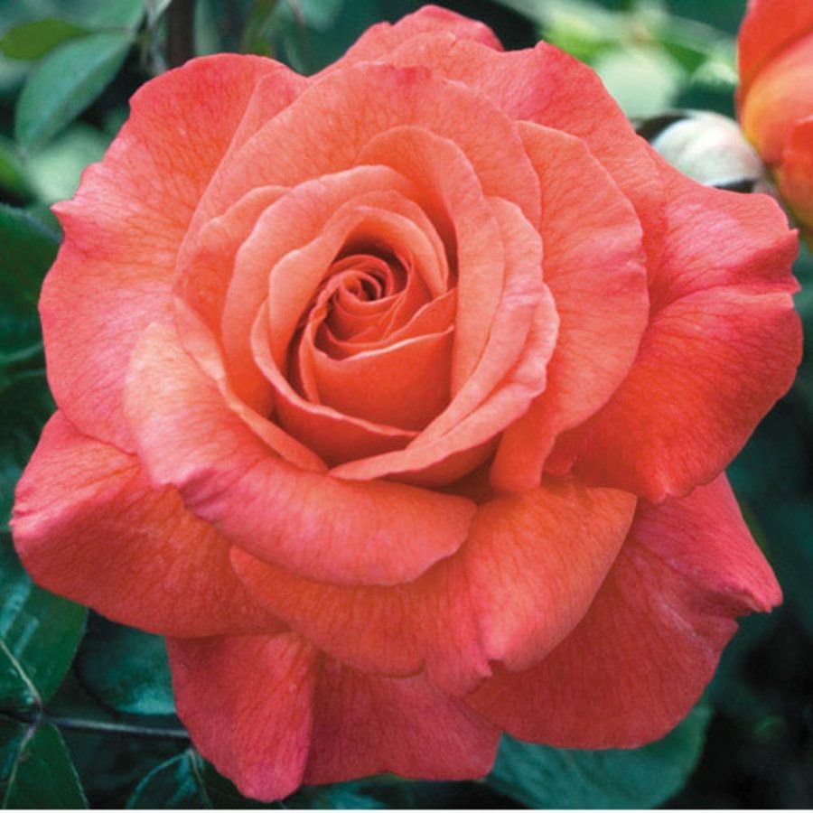 Roselina роза