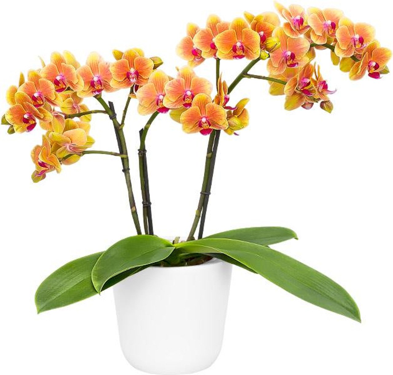 орхидея мультифлора названия с фото