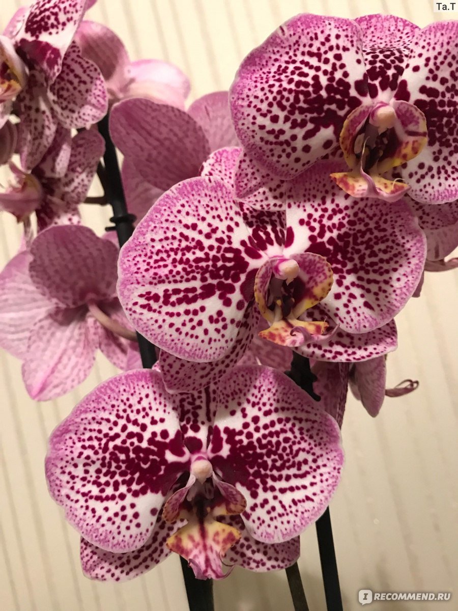 Азиатская интрига орхидея