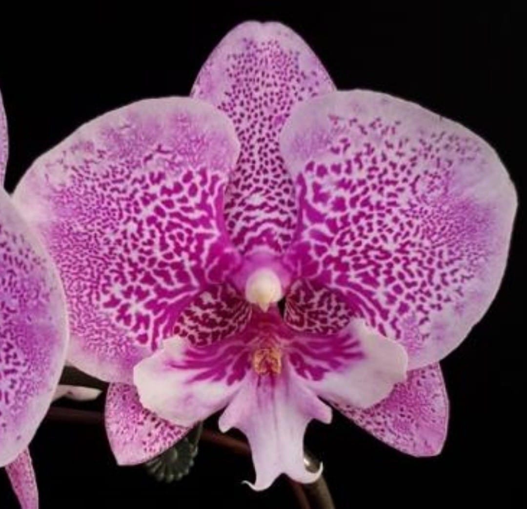 Дракарис Орхидея