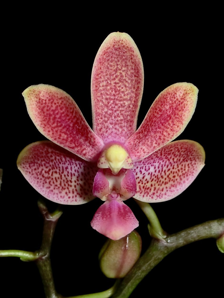 Phalaenopsis Queens Kizz - орхидеи