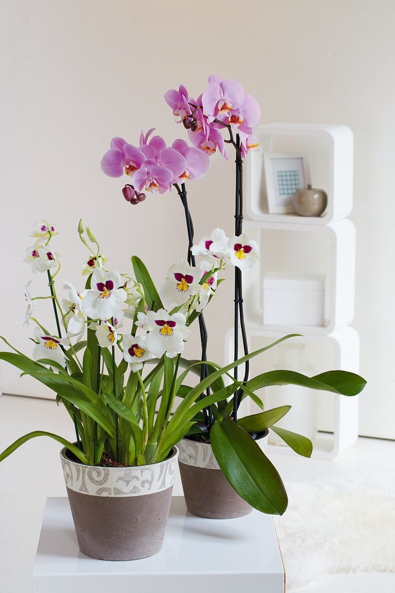 Орхидеи фаленопсис Плант