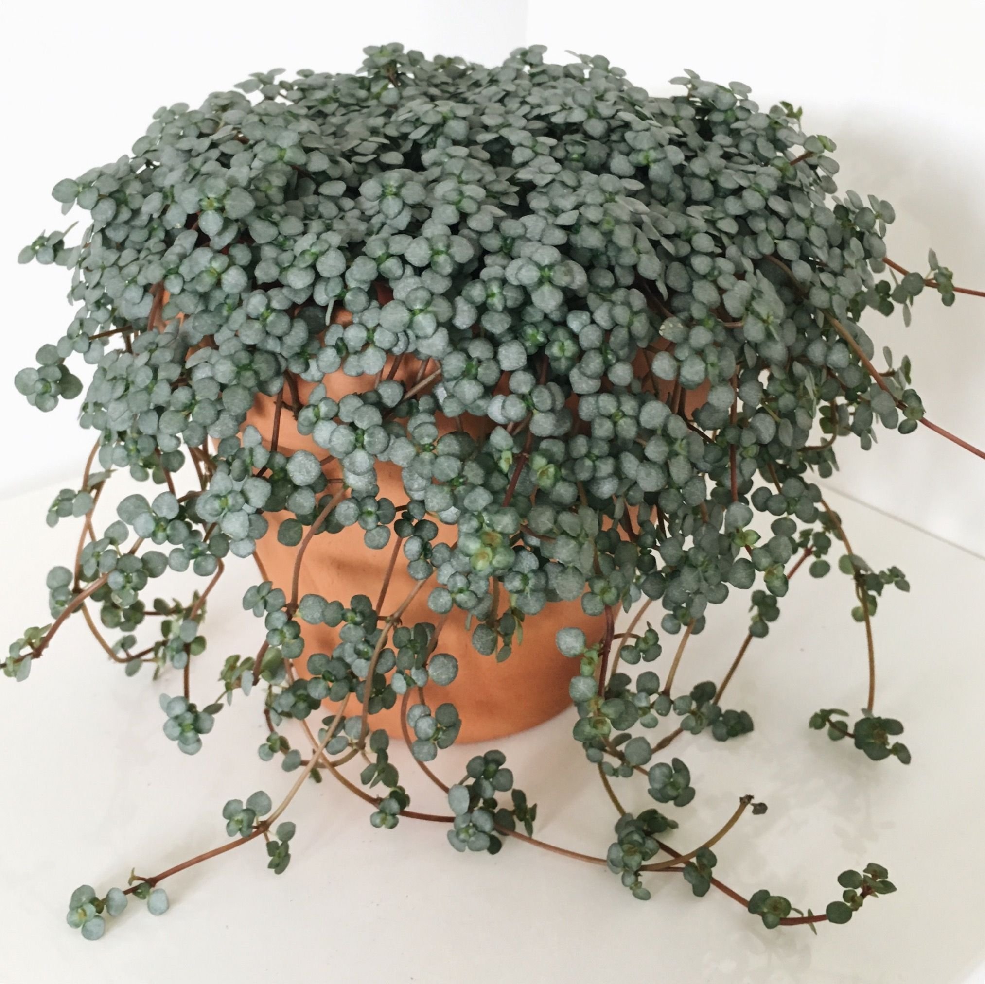 Комнатное растение шарики