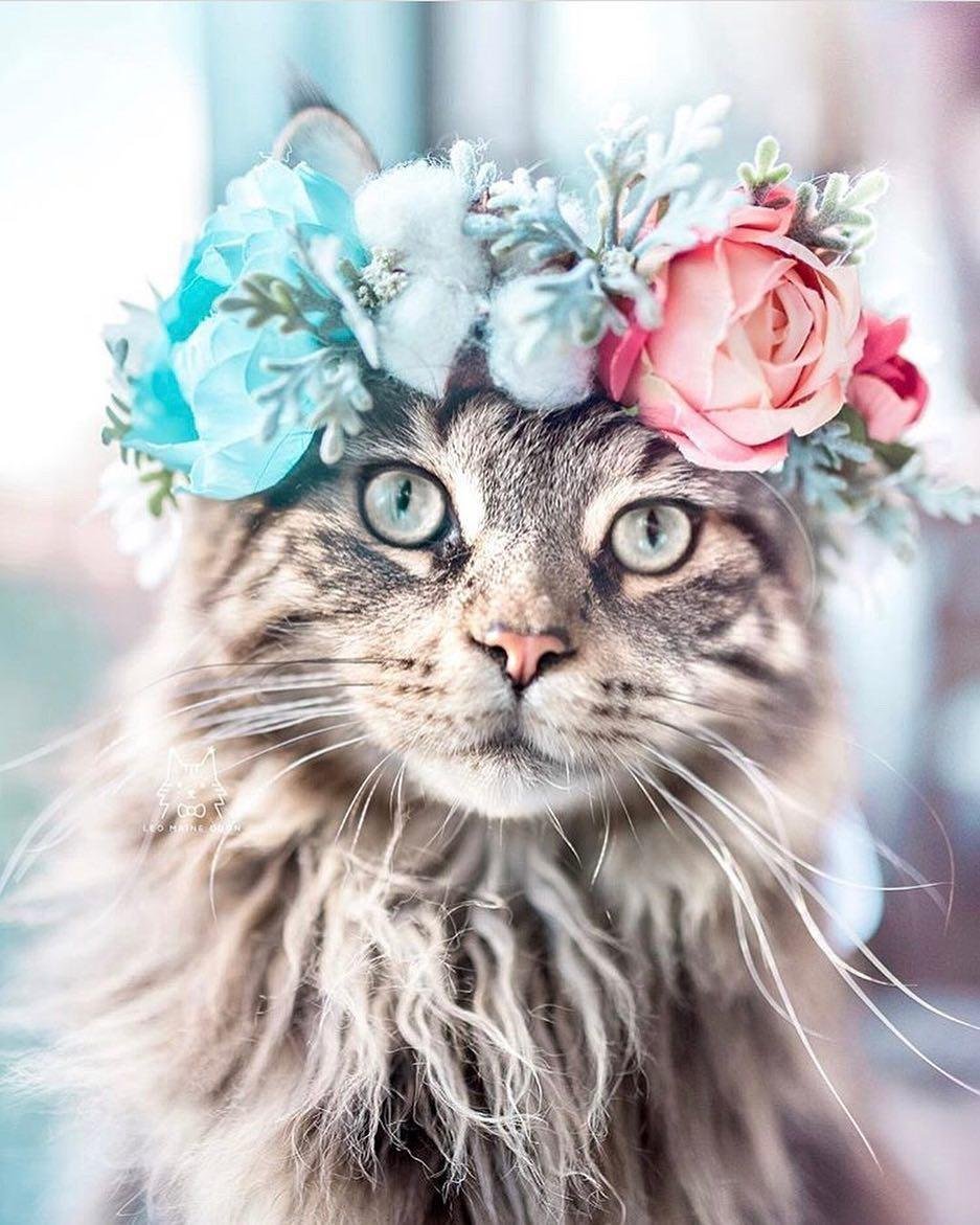 Кот в венке из цветов