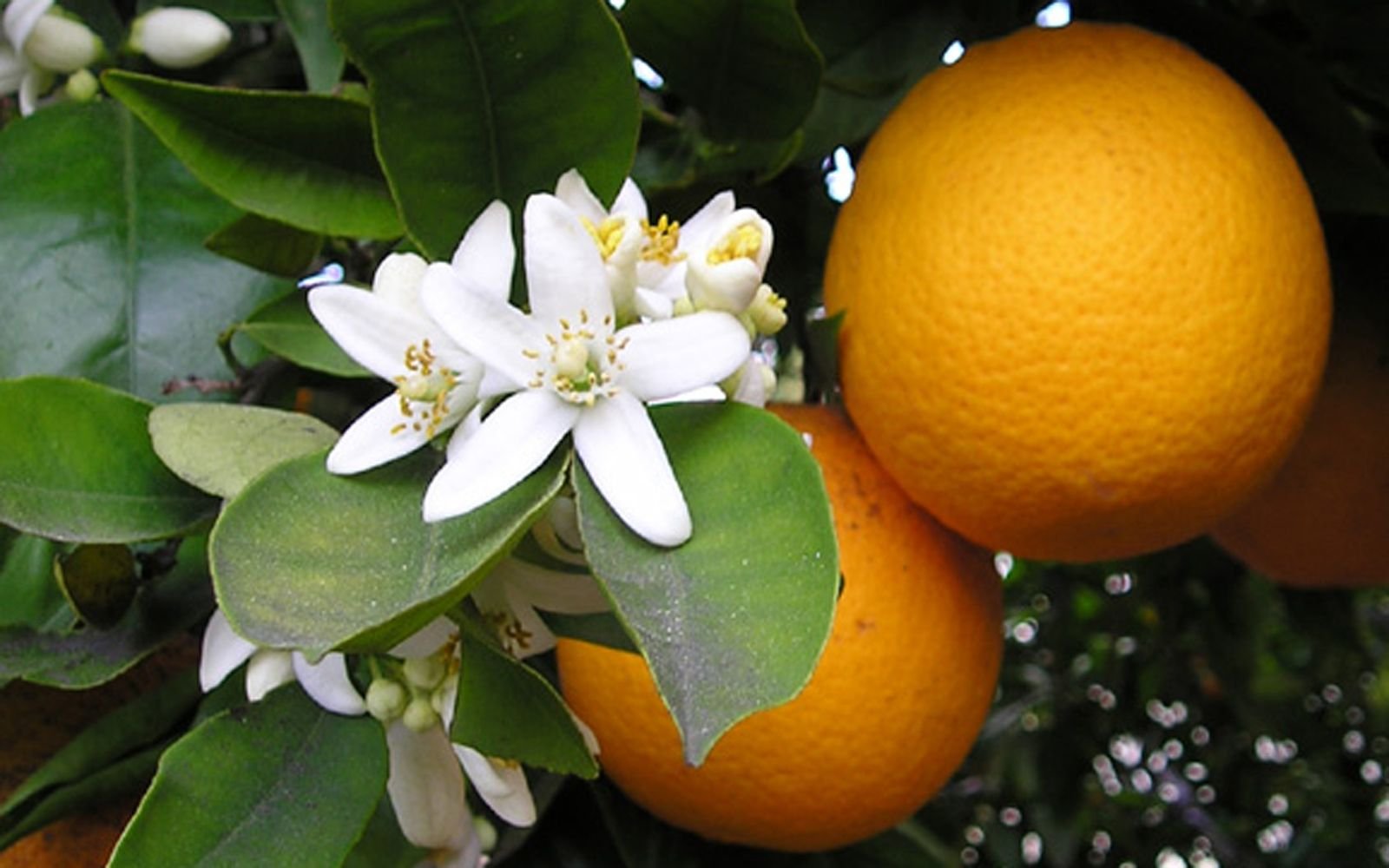 Fleur orange. Бергамот нероли апельсин. Цветок апельсина флердоранж. Померанец миртолистный. Померанец нероли Петигрен.