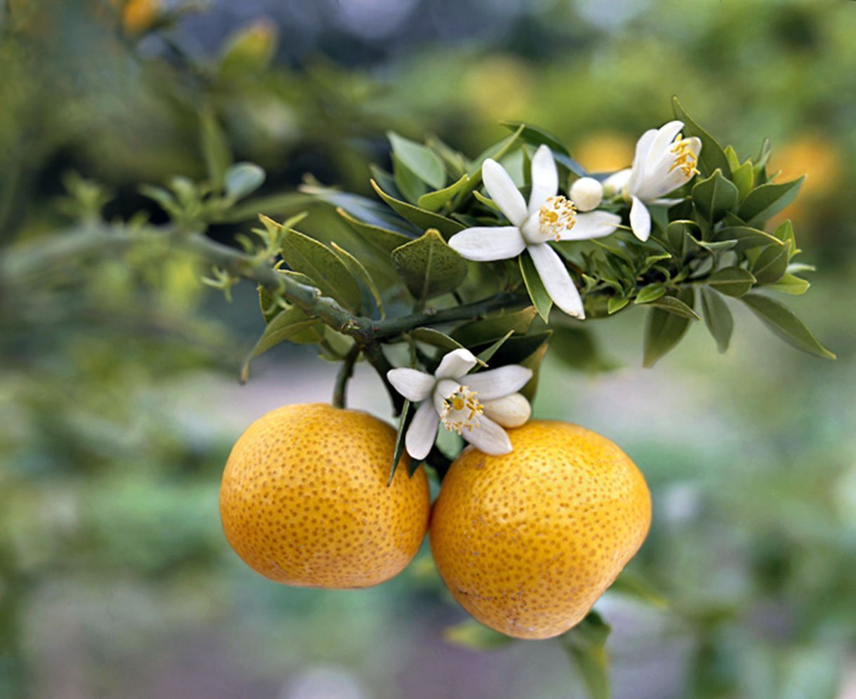 Цветок Лимона