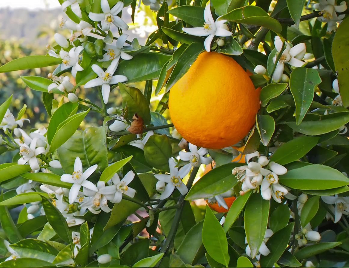 Флердоранж и нероли