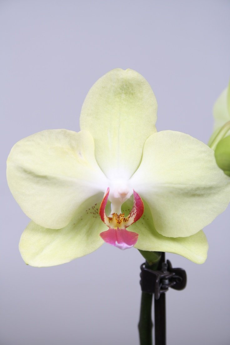 Орхидея Phalaenopsis Ikaria