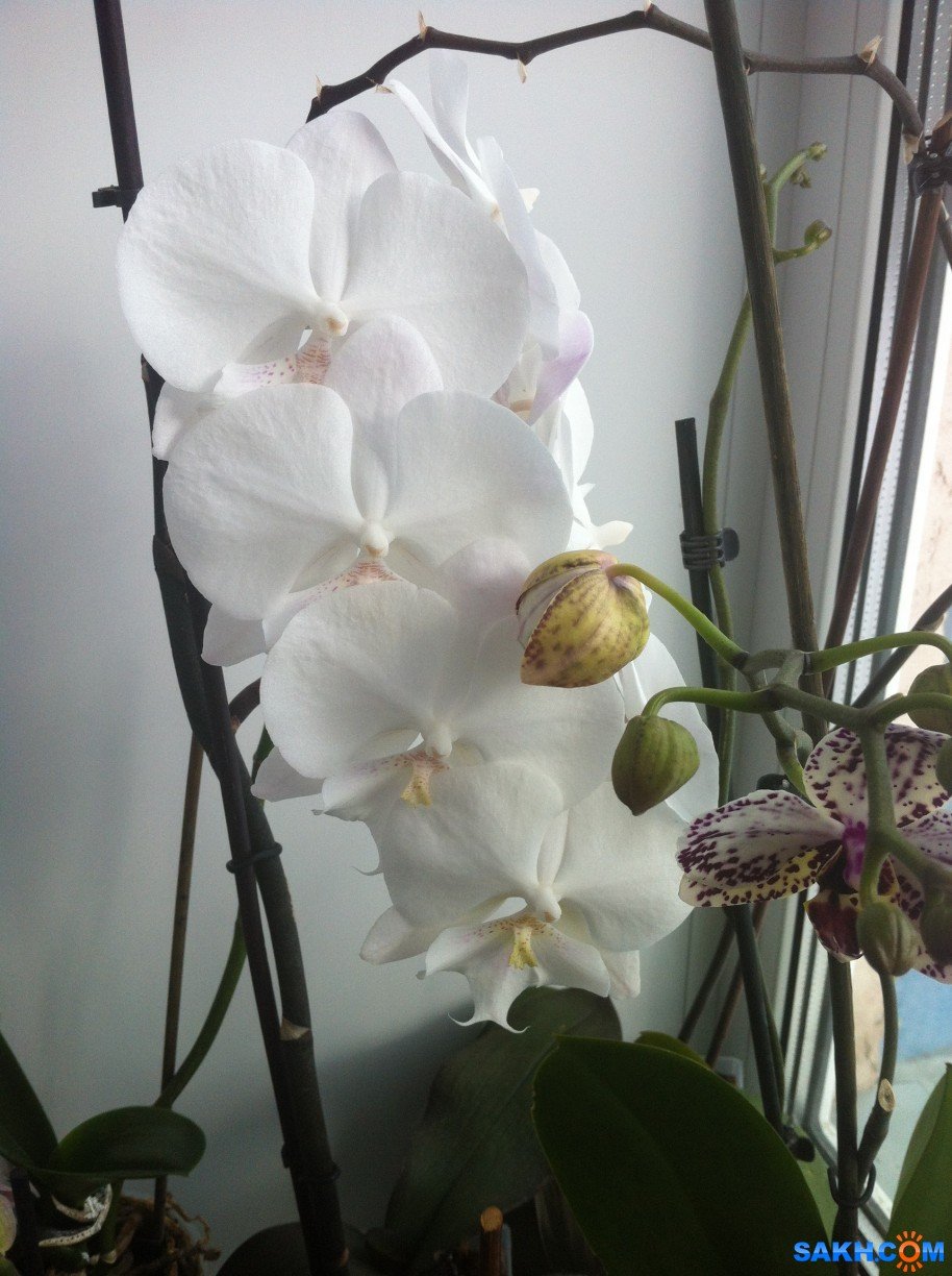 Биглип Единорог Орхидея