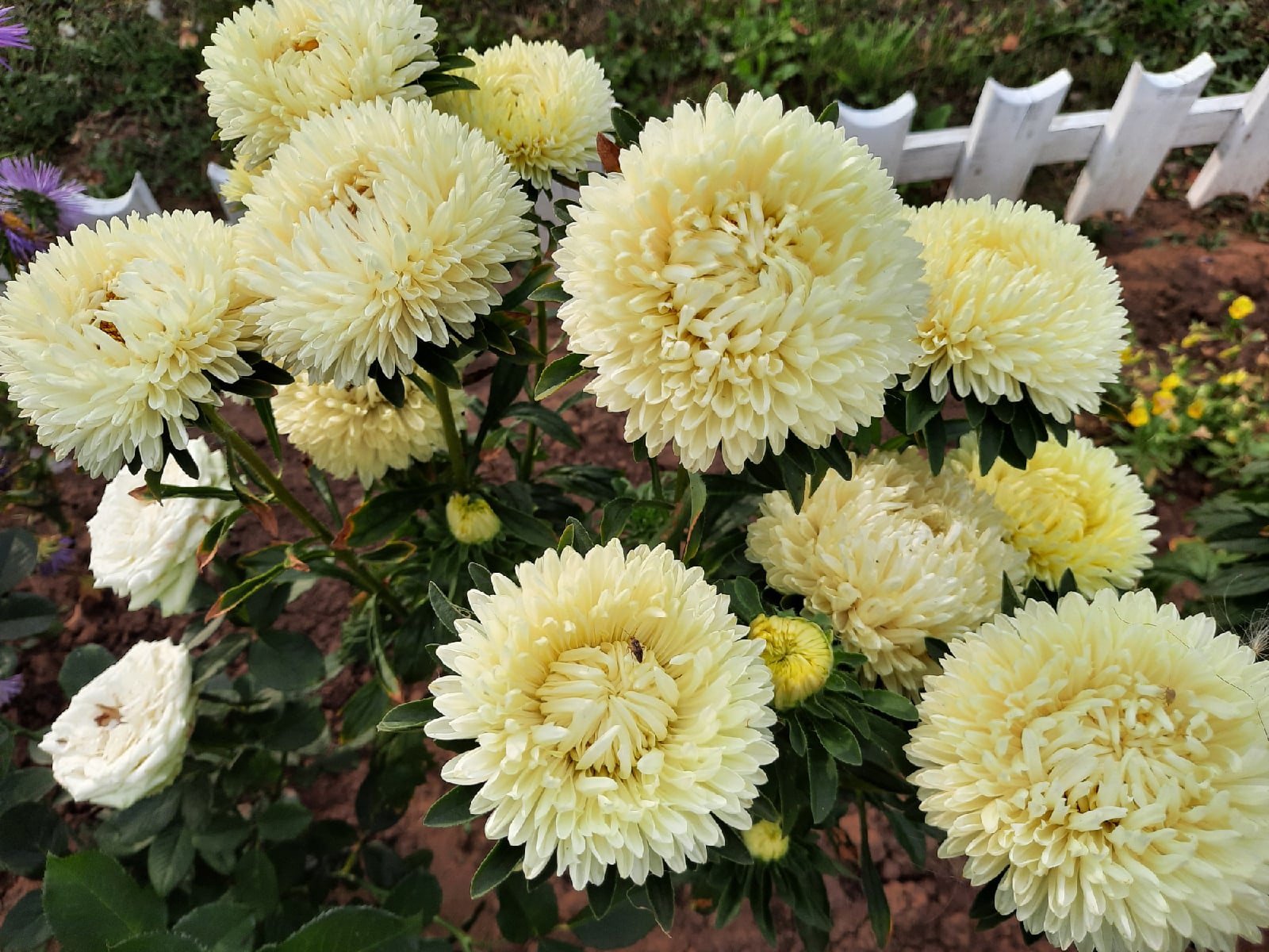 Лимончелло хризантемы фото