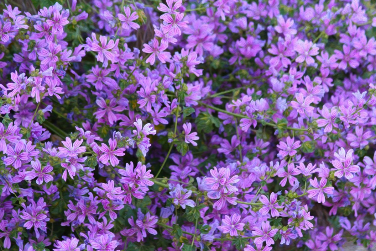 Цветет сиреневыми цветочками. Полевые мелкие сиреневые цветочки. Мелкие фиолетовые цветочки полевые. Мелкие сиреневые цветы. Мелкие фиолетовые цветочки.