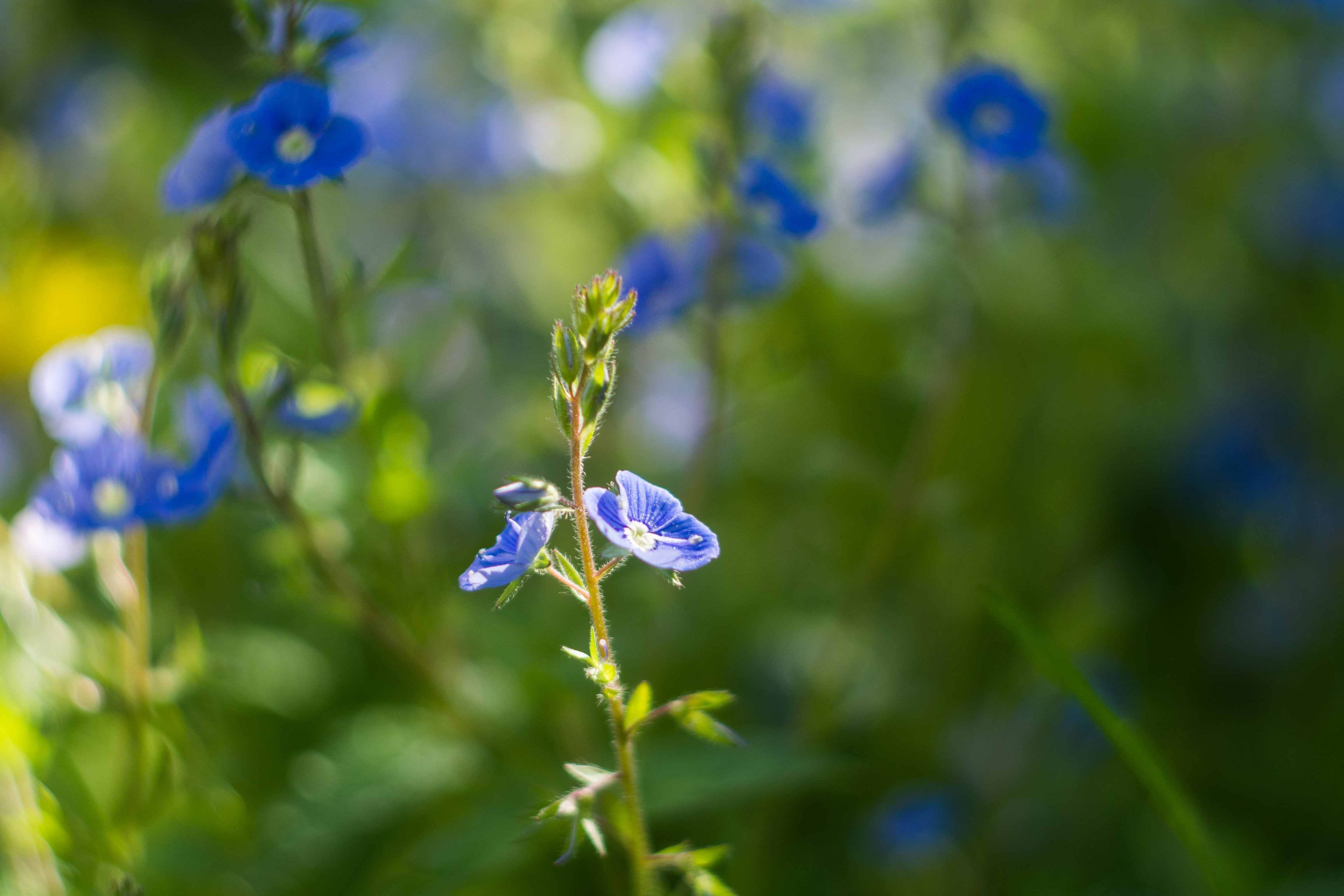 Синий цветок на лугу. Немофилы луговые. Цветы голубенькие луговые. Амброзия цветет голубыми цветочками.