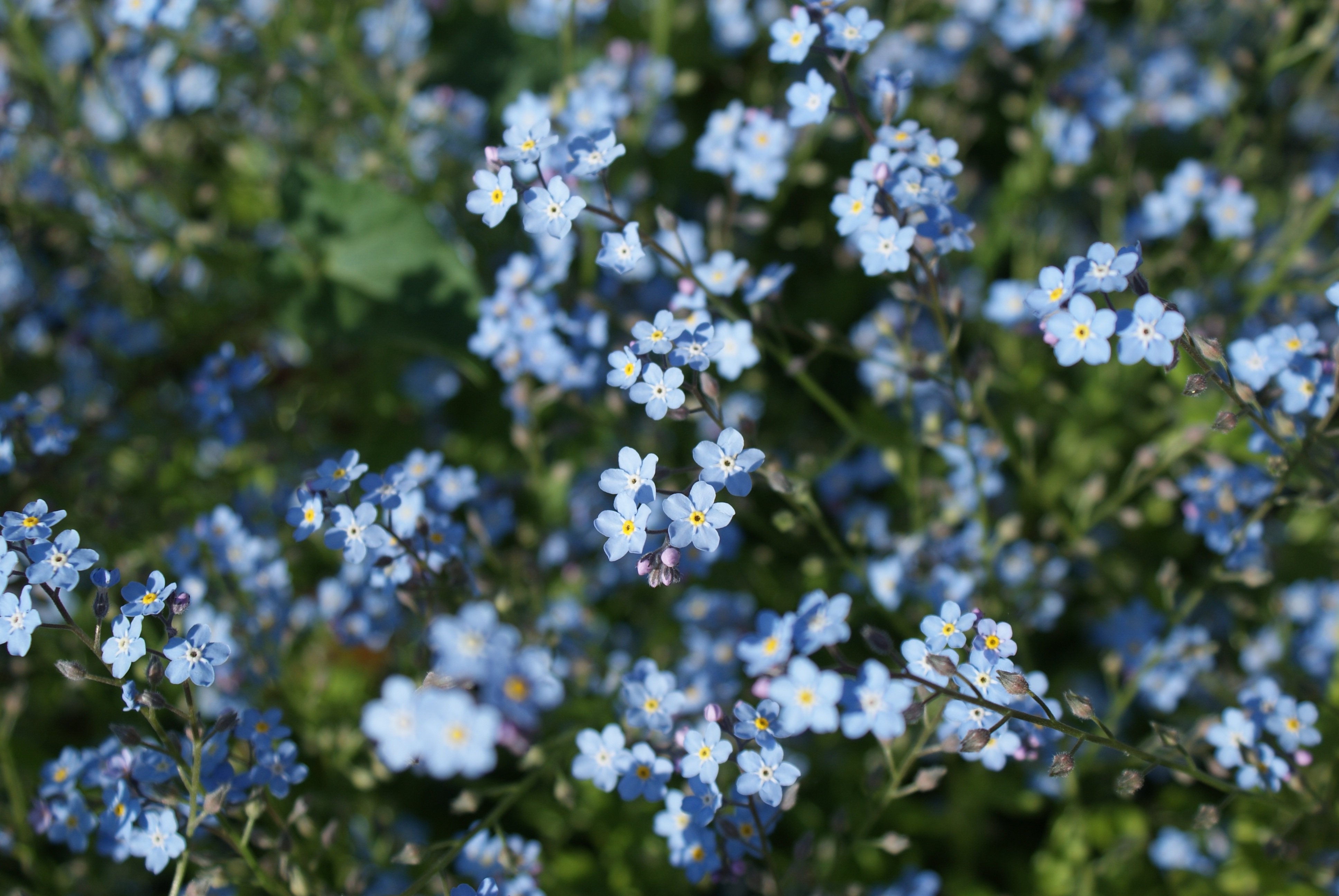 Трава с голубыми цветами 6. Мелкие синие цветы. Мелкие голубые цветы. Мелкие голубые цветочки. Полевые цветы мелкие голубые.