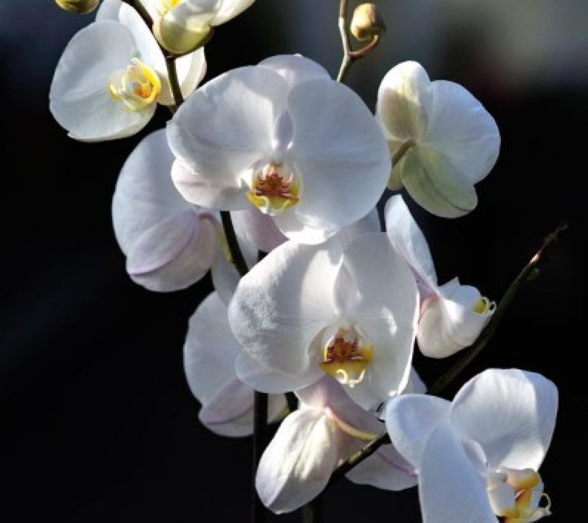 Бутон Орхидеи