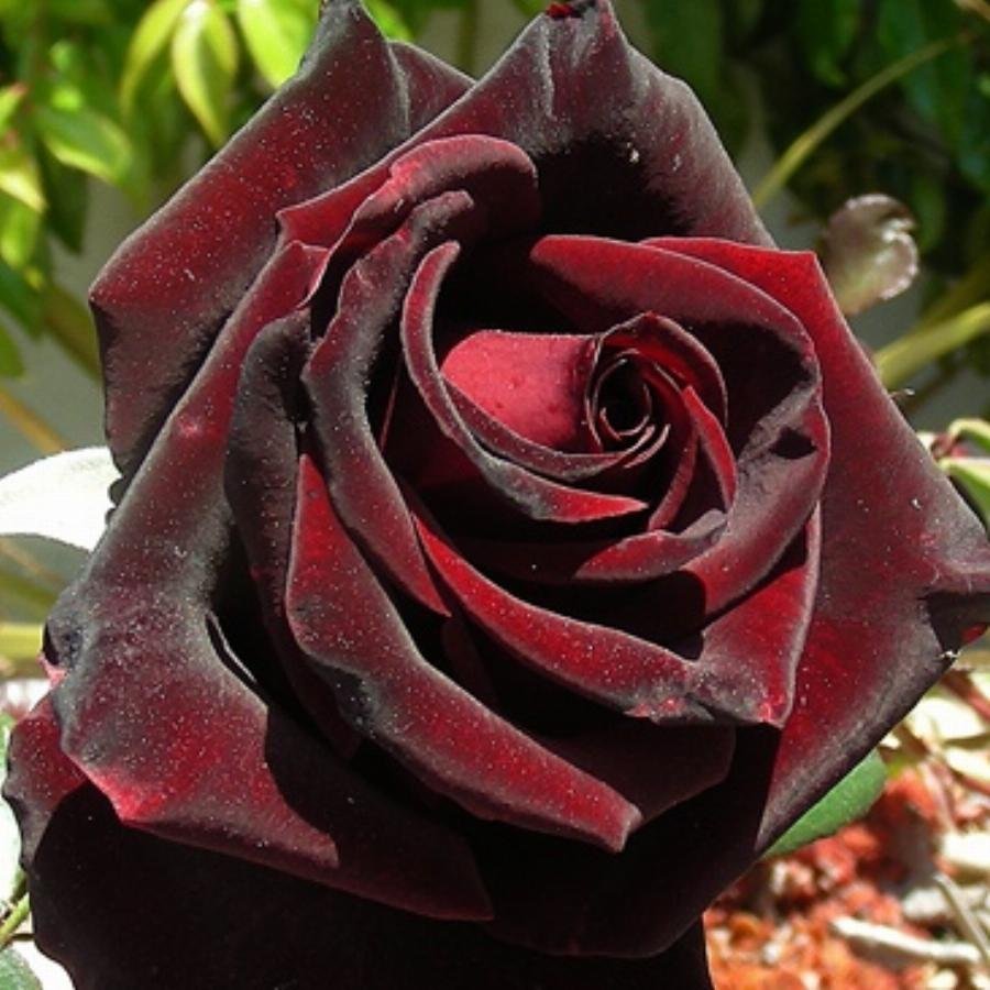 Роза черная Королева