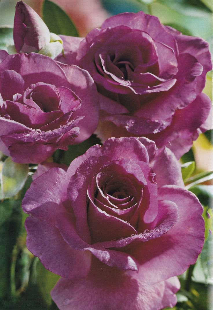 Фиолетовая грандифлора роза