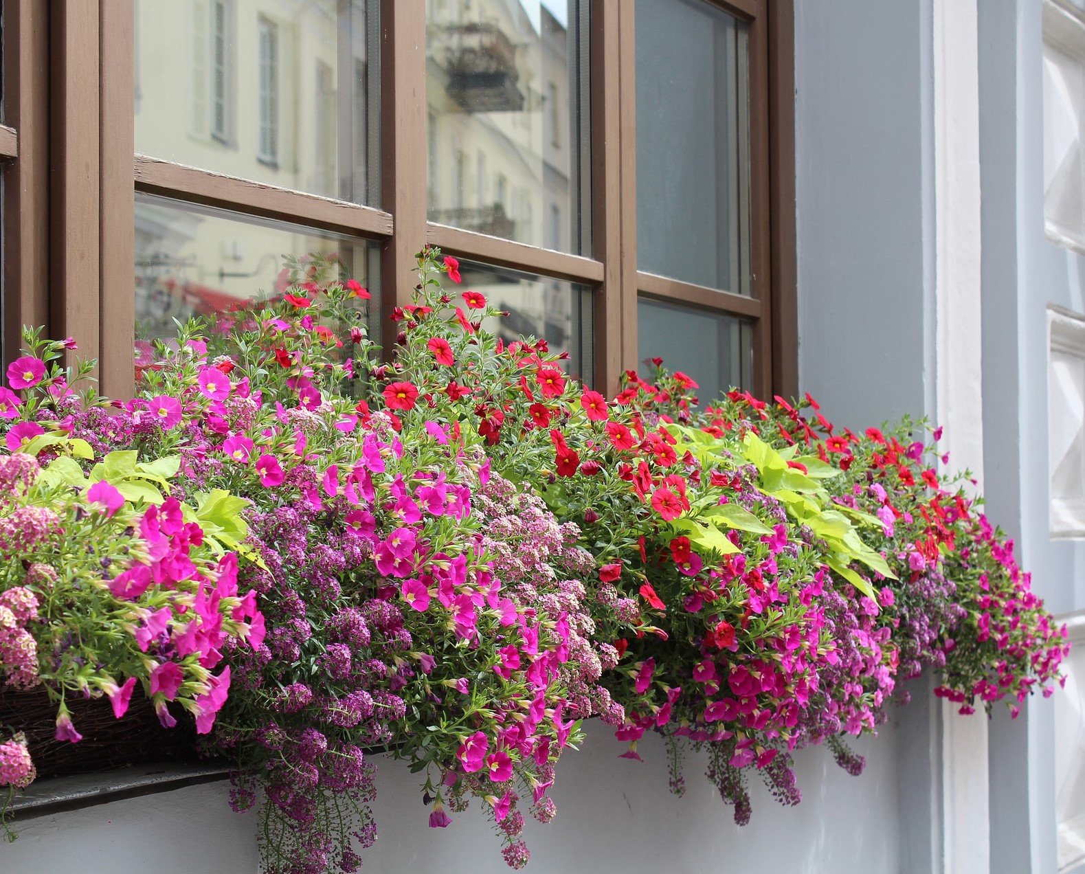 Подарить цветы в окно. Петуньи балкон Джульетты. Петуния балконная. Цветы на окне. Окно с цветами.