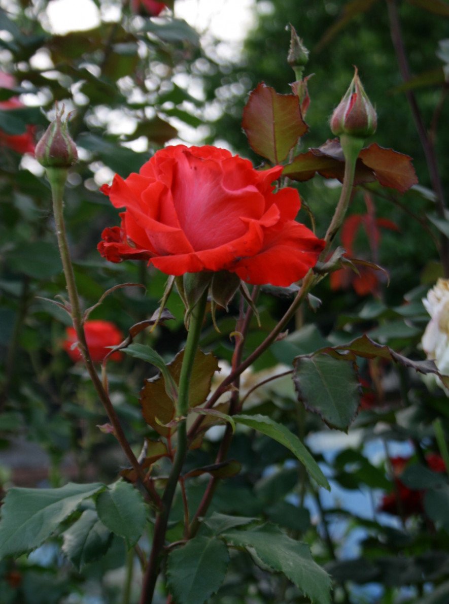 Виды роз без шипов фото и названия