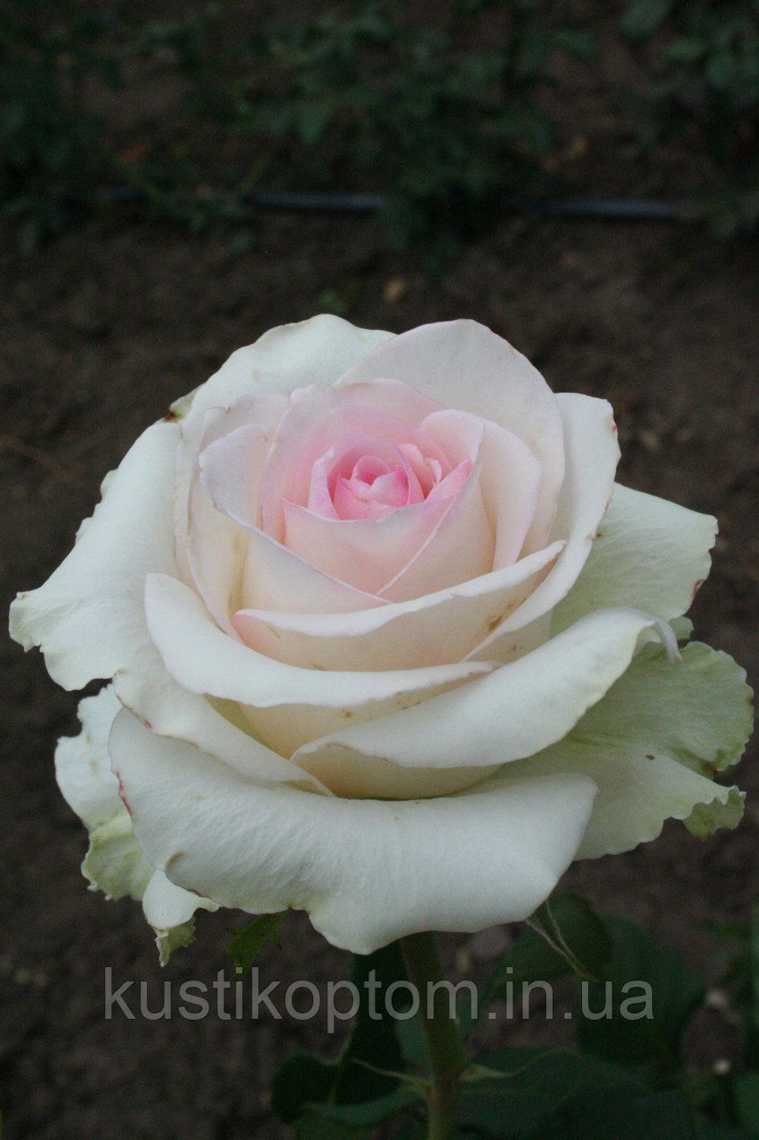 Роза "Эмма де Мейланд" (чайно-гибридная)