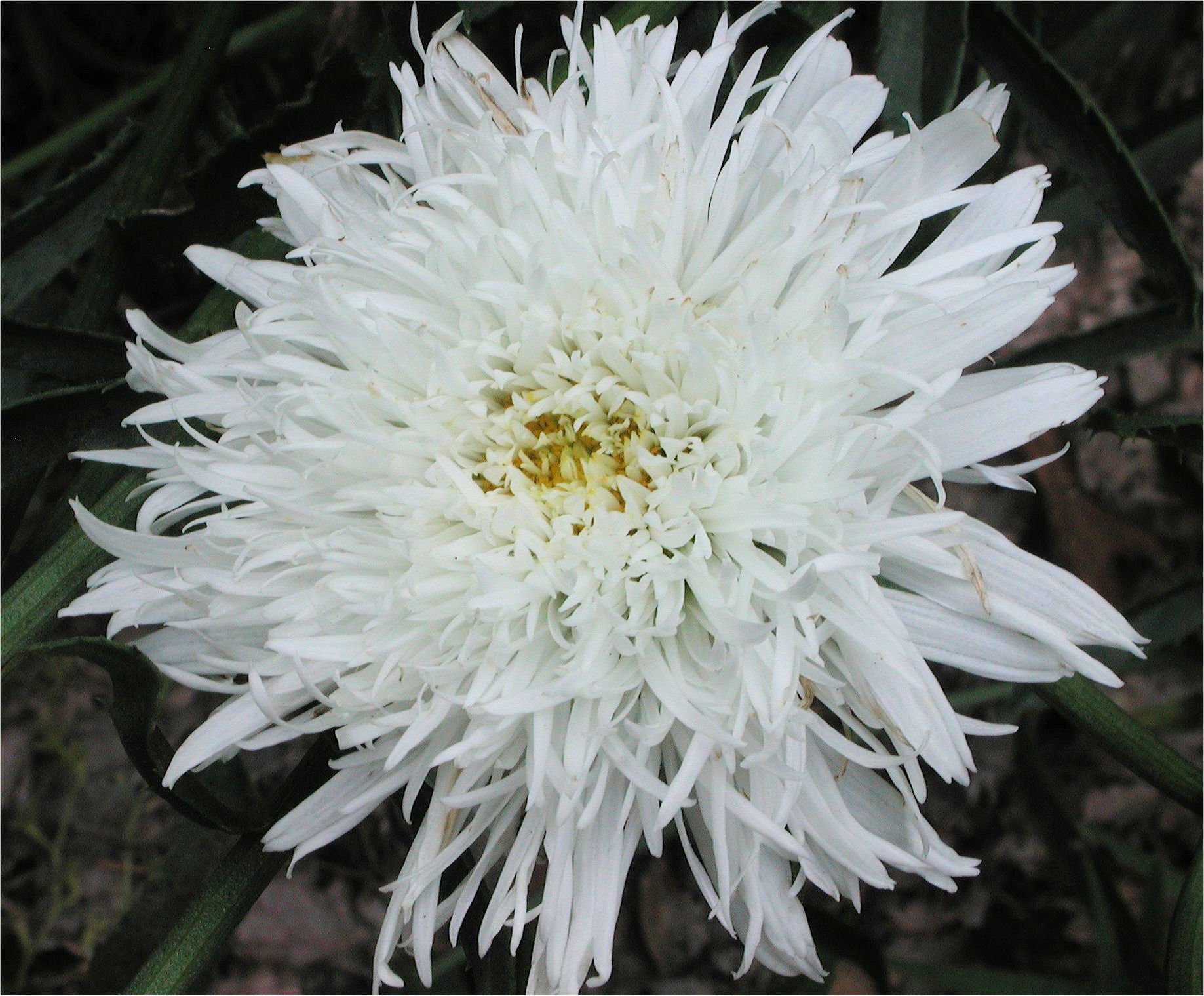 Хризантема многолетняя махровая белая