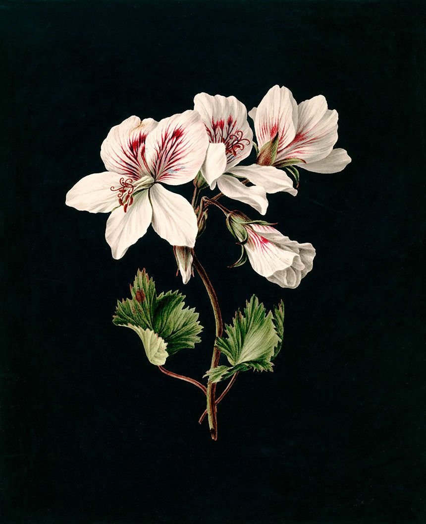 Книга Geranium