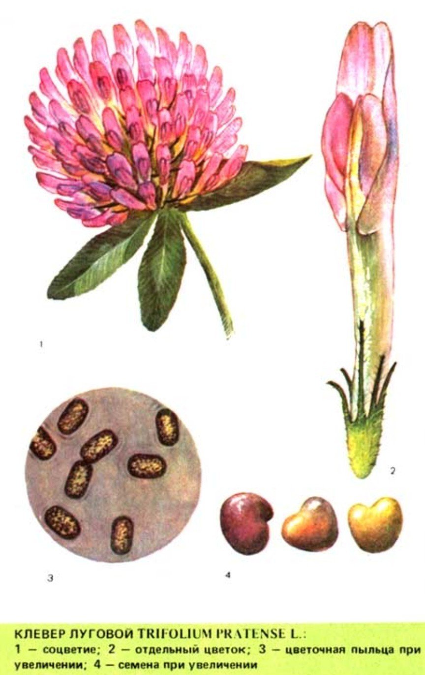 Клевер гибридный (Trifolium hybridum)