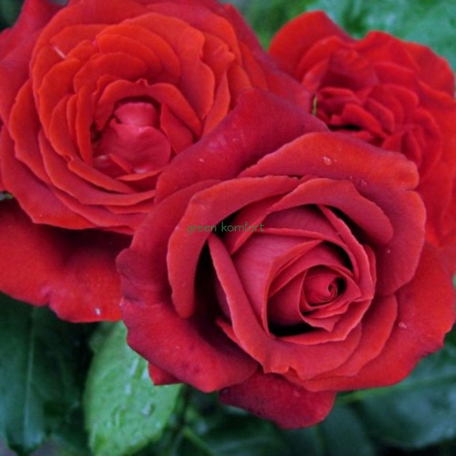 Роза чайно-гибридная «терракота» («Terracotta»)