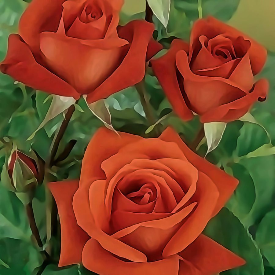 Роза терракота Terracotta