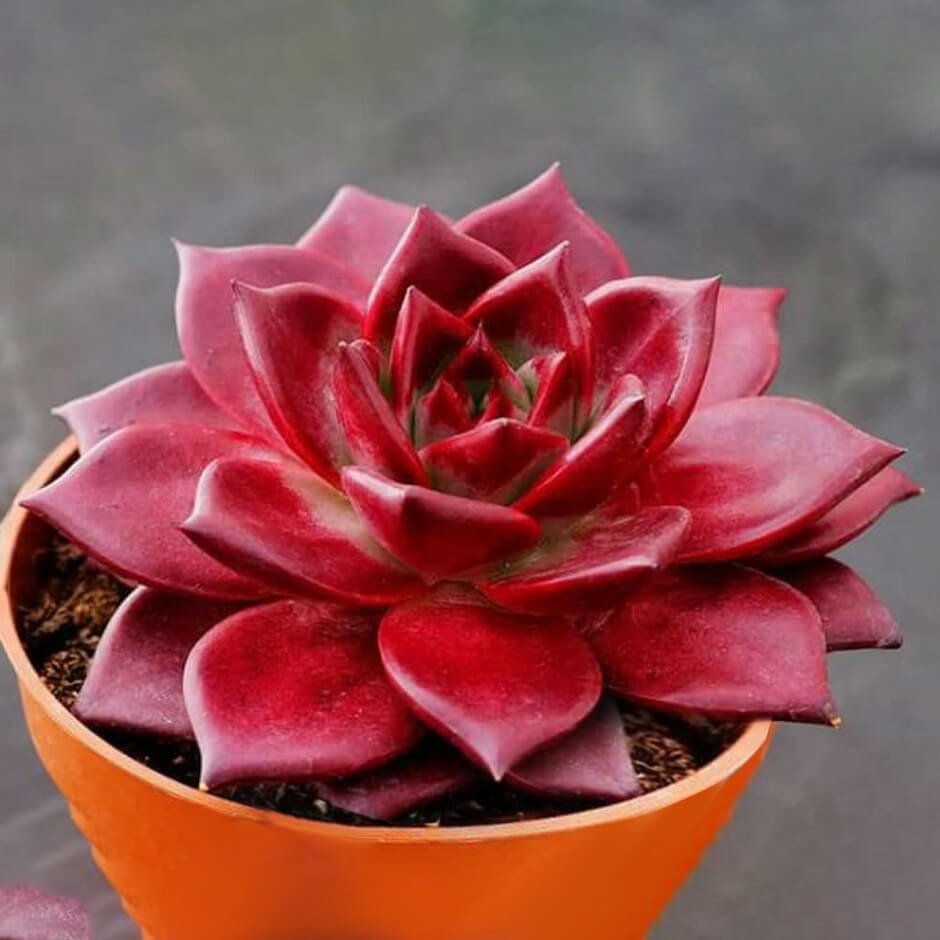 Echeveria Agavoides 'Romeo Rubin'