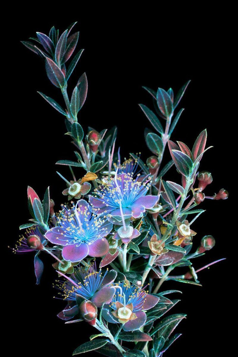 Цветы в ультрафиолете Крейг