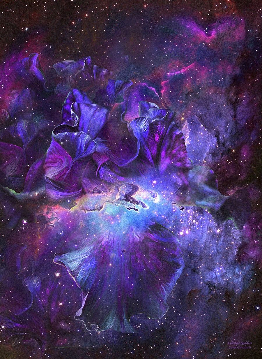 картинки цветка космос