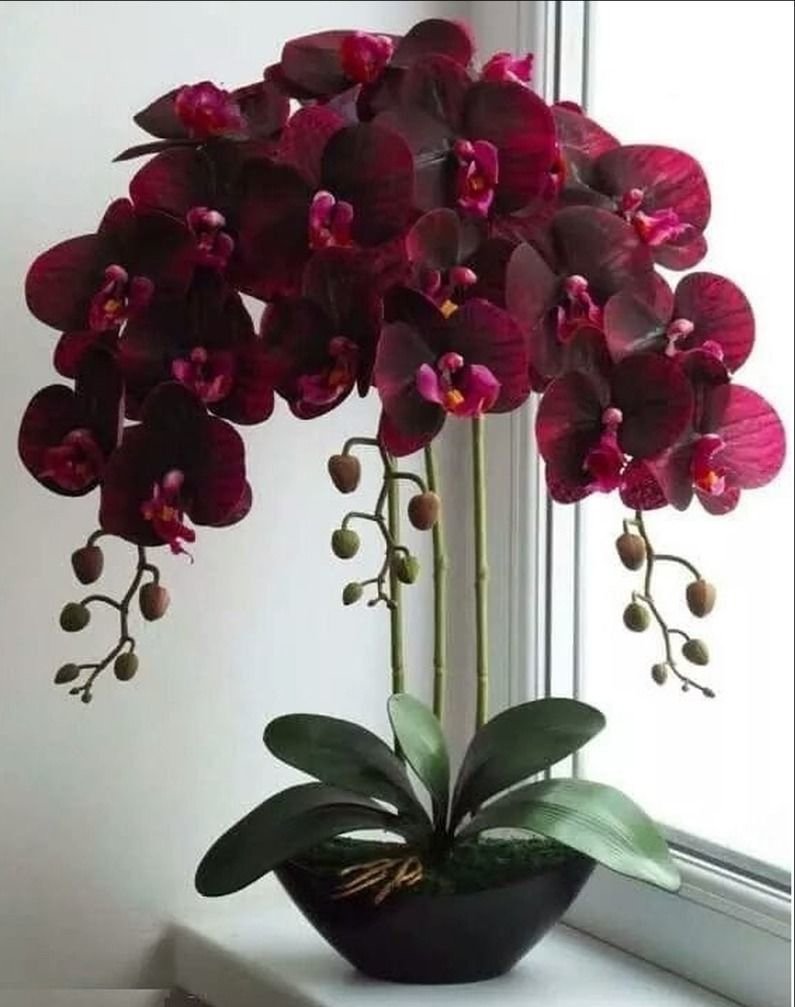 Орхидея фаленопсис фуд Сити