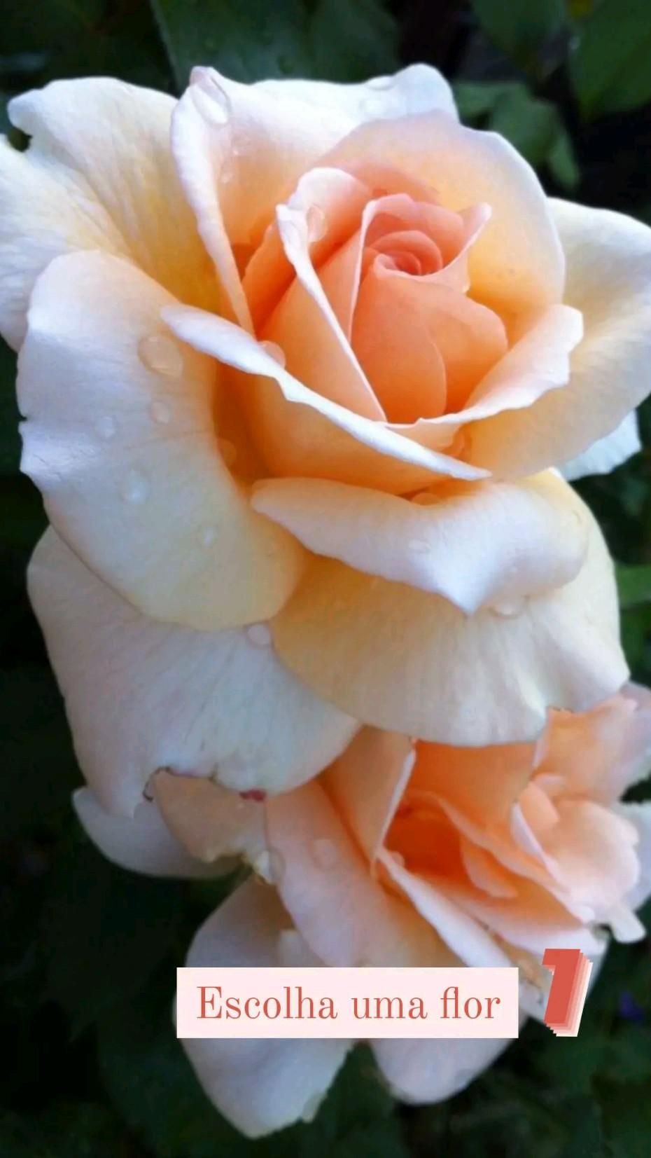 Роза чайно-гибридная Прима