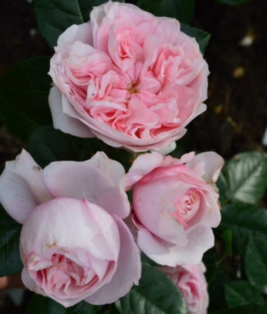 Роза чайно-гибридная Гранд Шато