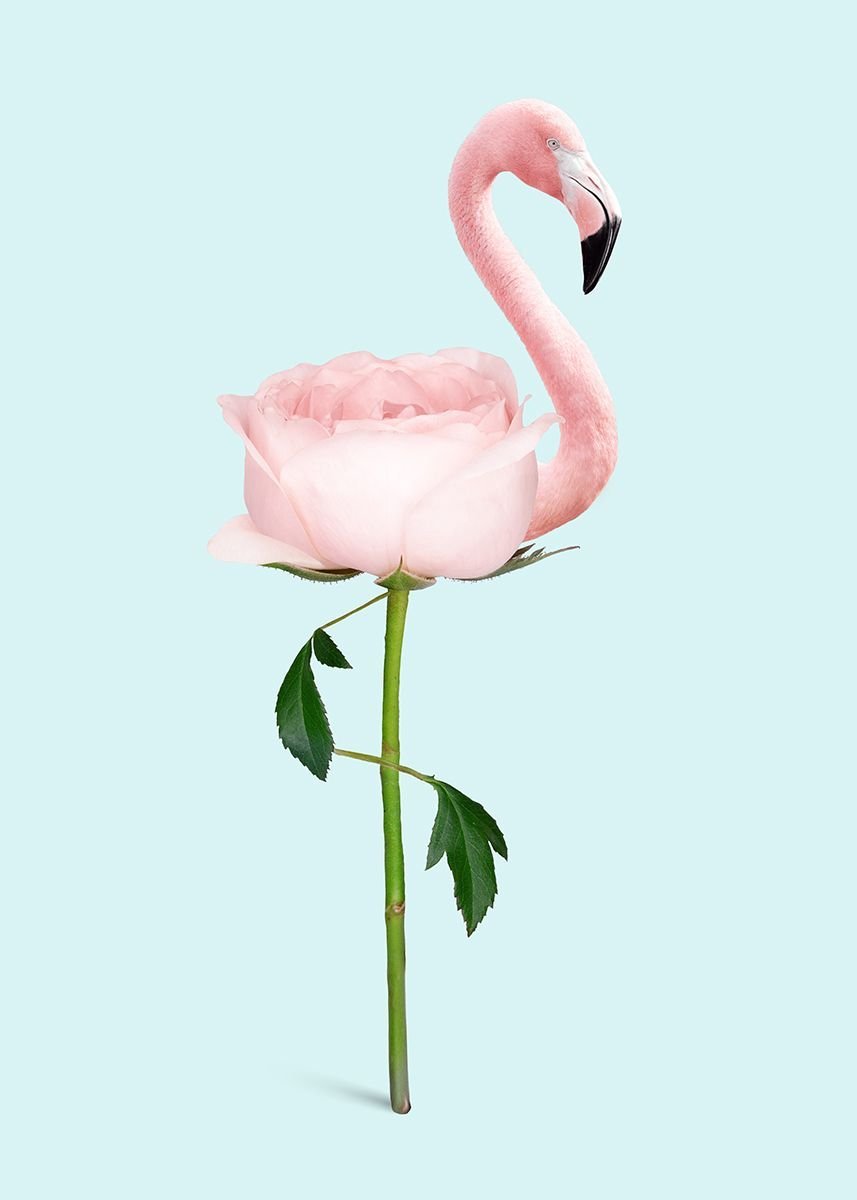 Розовый Фламинго цветок