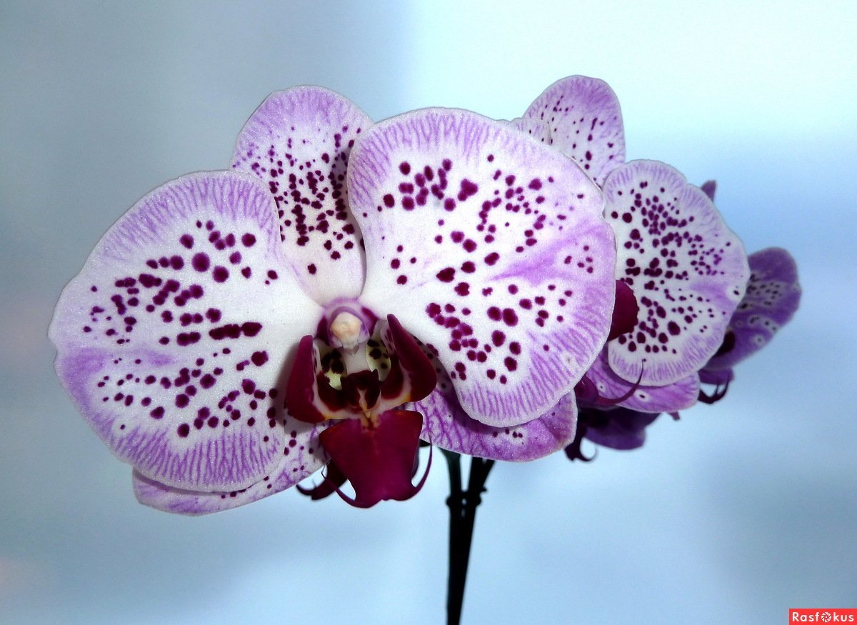 Орхидея бабочка. Фаленопсис оранж блоссом. Орхидея Phalaenopsis Carmen. Фаленопсис Клеопатра бабочка. Орхидея фаленопсис бабочка.