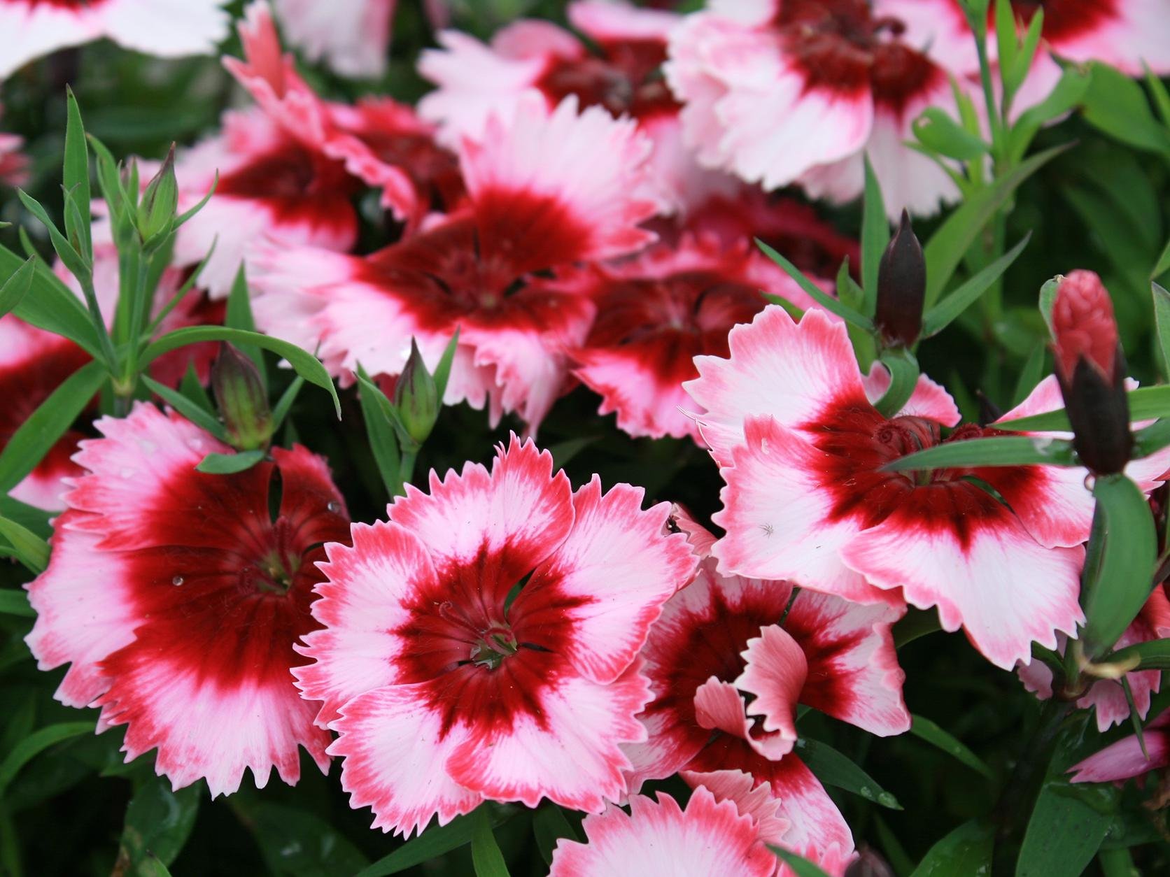 Гвоздика Dianthus Diana Mix