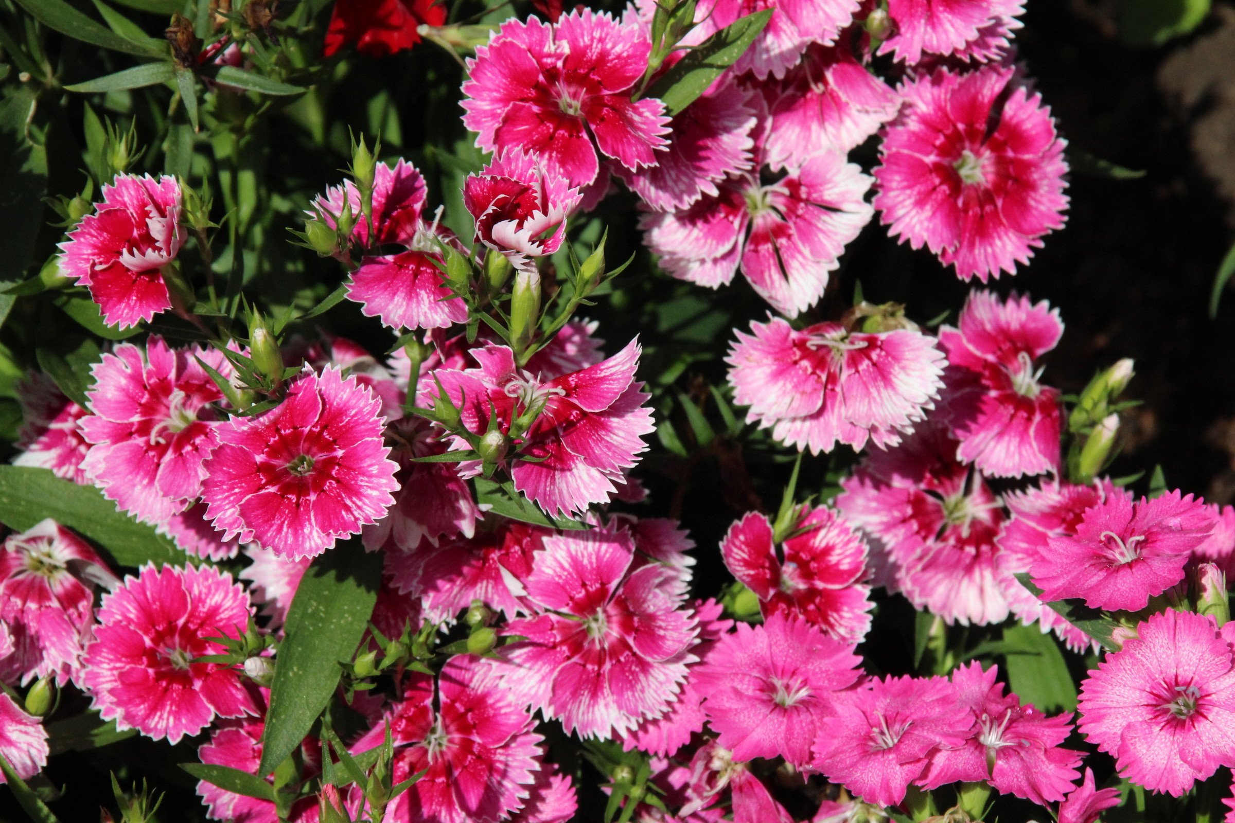 Dianthus chinensis гвоздика китайская