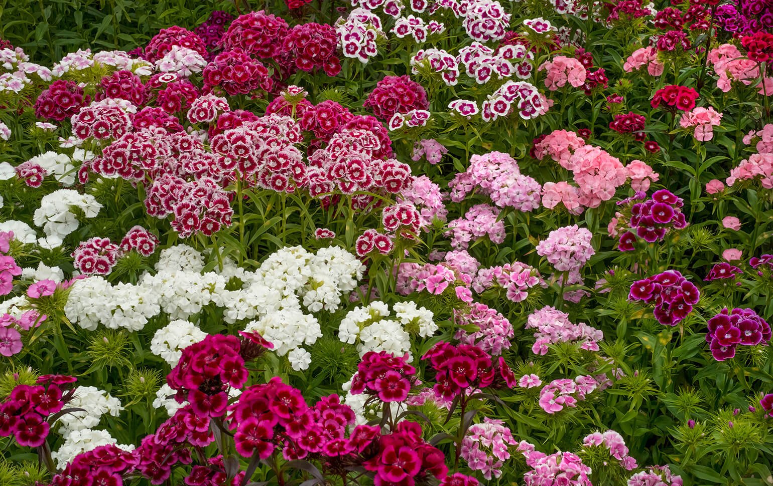 Гвоздики садовые многолетние низкорослые уход. Садовая гвоздика (Dianthus caryophyllus). Гвоздика Садовая Баэнигна. Диантус, гвоздика (турецкая). Гвоздика Барбатус.